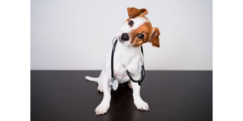 Rehabilitación veterinaria: magnetoterapia para perros 